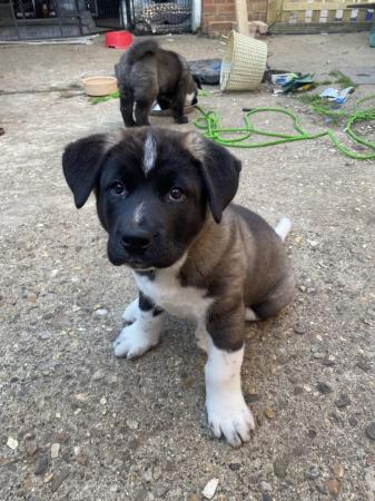 Image 4 of ONLY 2 GIRLS LEFT READY TO GO Chunky American Akita Puppies