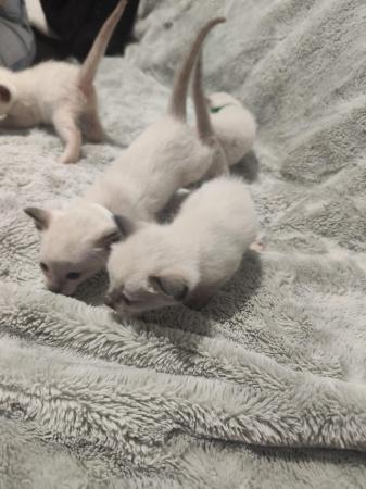 Image 7 of 5 Male Siamese kittens for sale - 2 LEFT - RED and GREEN