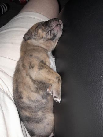 Image 22 of Staffordshire bull terrier puppies