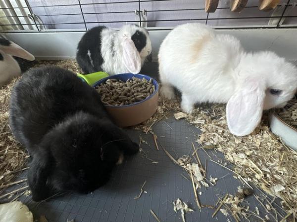 Image 1 of Beautiful mini lops, ready for their new homes!