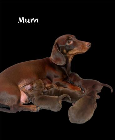 Image 8 of KC registered Miniature Dachshund Puppies ready now