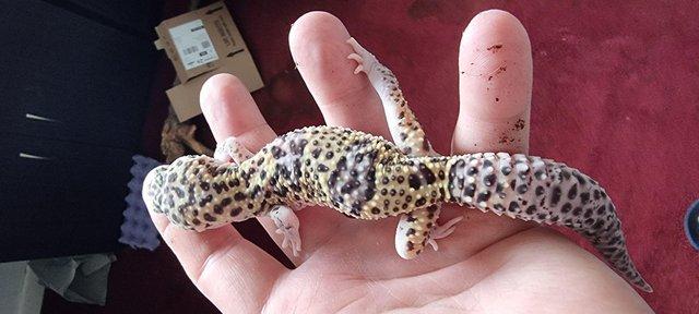 Image 7 of 2023 juvenile leopard geckos £50 each