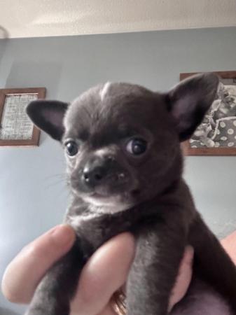 Image 6 of Chihuahua smoothcoat Apple head lil boy (ready 10th June)