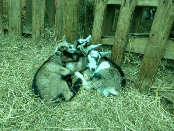 Image 2 of Pygmy X golden guernsey nanny goat with 3 kids