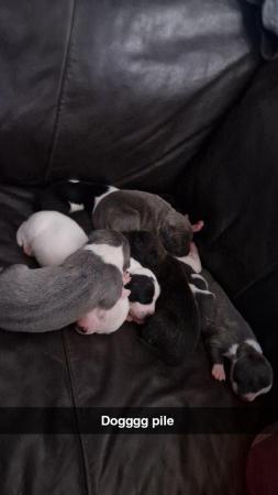 Image 3 of 10 week old Staffordshire bull terrier puppies
