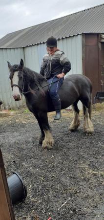 Image 1 of My horse penny has been stolen on the 15.11.23. from hx64ra