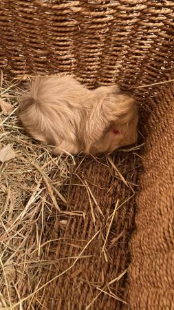 Image 4 of Lots of baby boy guinea pigs for sale,various breeds.