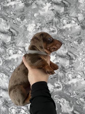 Image 5 of Stunning mini dachshunds