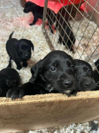 Image 4 of Springador puppies for sale
