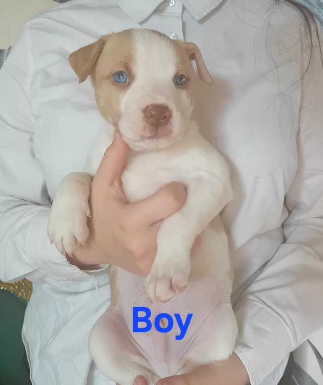 White pitbull with blue eyes best sale for sale