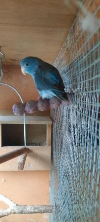 Image 5 of Female Parrotlet for sale