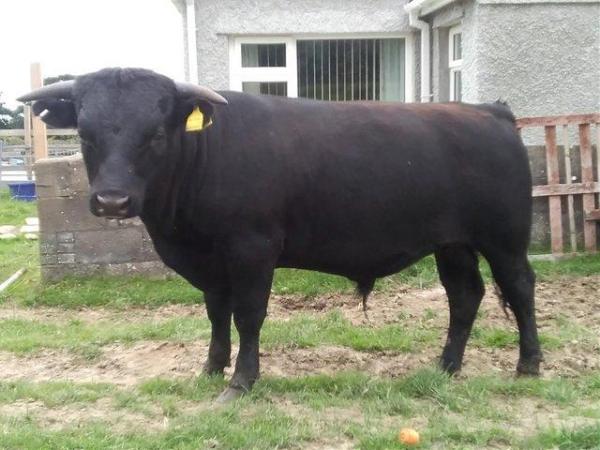 Image 2 of Non-short Black Fully Registered Dexter Bull