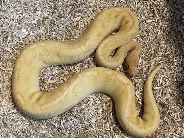 Preview of the first image of Proven male Champagne Coral Glow royal python.