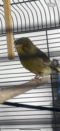 Image 2 of Male canary Gloster for sale