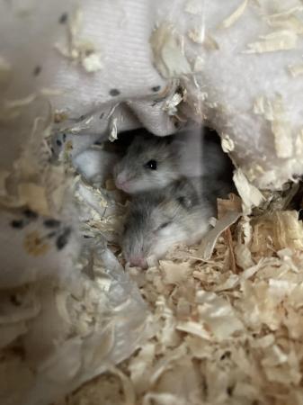 Image 9 of Baby dwarf Russian hamsters