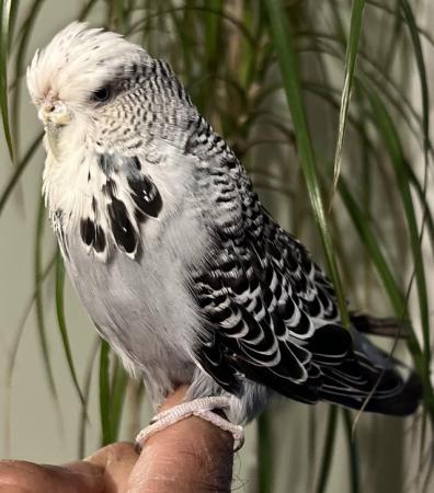 Image 17 of Hand Tame Baby Budgie Parakeets