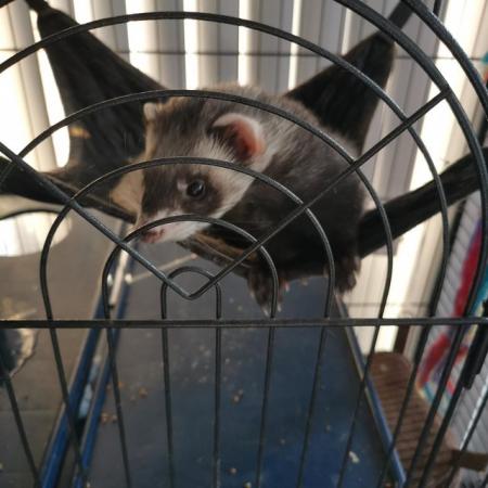 Image 5 of Male ferret looking for new home