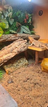 Image 2 of 7 Month Old Bearded Dragon and Vivarium