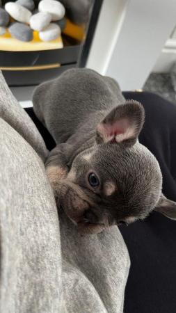 Image 10 of Adorable French bulldog puppies 5 weeks old