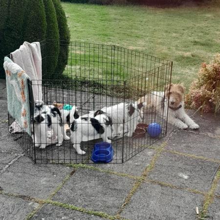 Image 7 of Wire Haired Fox Terrier puppies for sale/now all sold