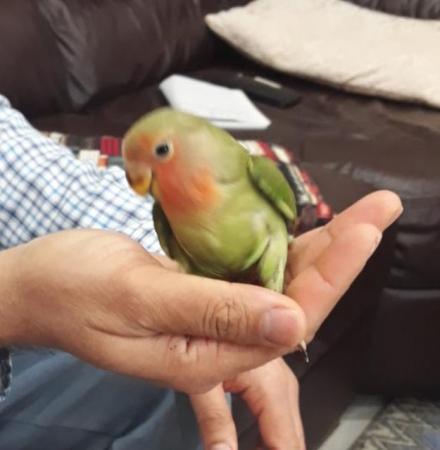 Image 1 of Rosy face( peach face) young lovebirds semi tame available