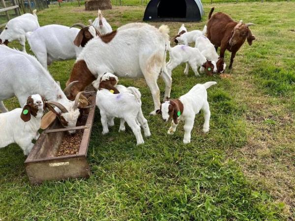 Image 6 of Lovely Pedigree Boer Goat kids
