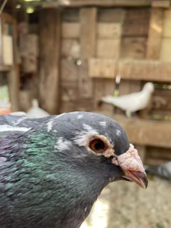 Image 7 of Quality Racing Pigeon For Sale