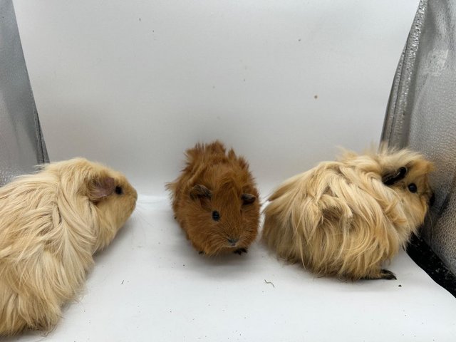 Preview of the first image of Beautiful 1 Abyssinian boar 3 Texel Guinea pigs.