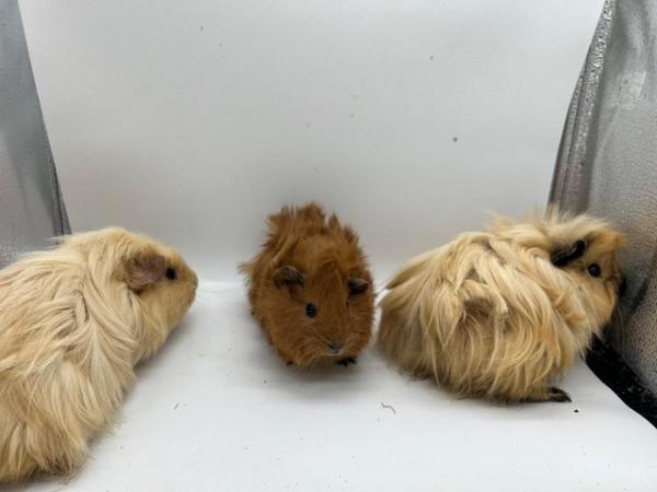 Image 2 of Beautiful Abyssinian X Texel Guinea pigs