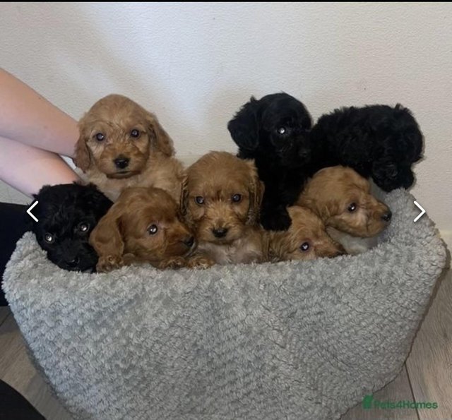 Preview of the first image of 3 beautiful cockapoo puppies.