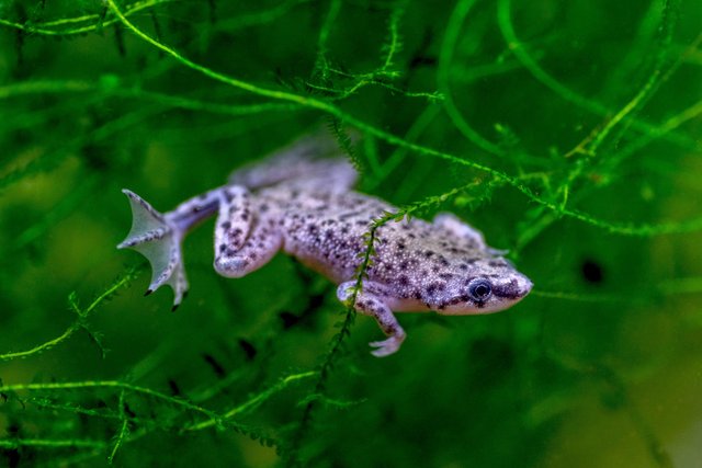 Image 5 of Breeding Group of African Dwarf Clawed Frogs