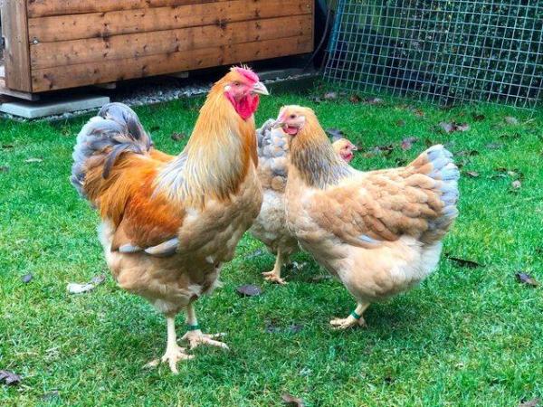 Image 38 of *POULTRY FOR SALE,EGGS,CHICKS,GROWERS,POL PULLETS*