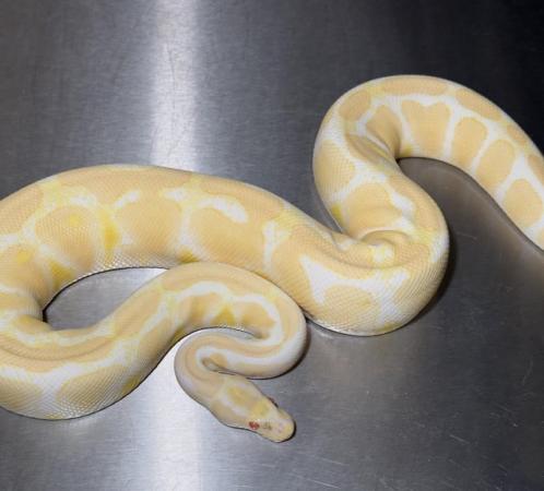 Image 1 of Royal Pythons available