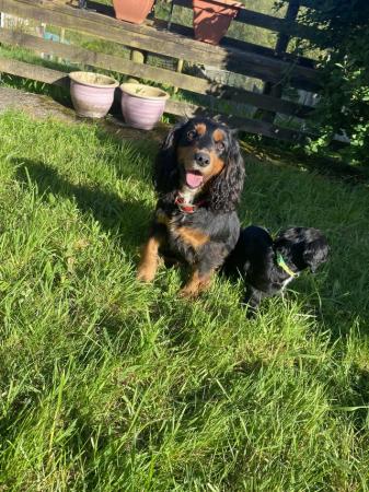 Image 1 of All sold Cocker Spaniel Puppies