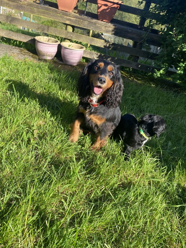 Preview of the first image of Fully vaccinated - Cocker Spaniel Puppies.