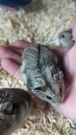 Image 5 of Dwarf Hamsters Friendly and Tame
