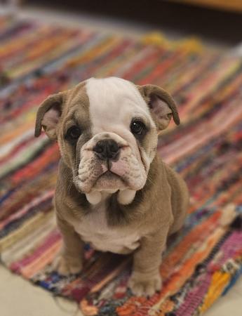Image 4 of Bulldog pup last one ready to leave