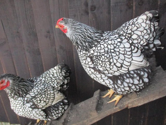 Preview of the first image of 6 Silver Laced Wyandotte Bantam Hatching Eggs. Quality Bird.
