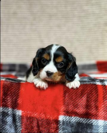Image 5 of STUNNING CAVALIER KING CHARLES PUPPIES