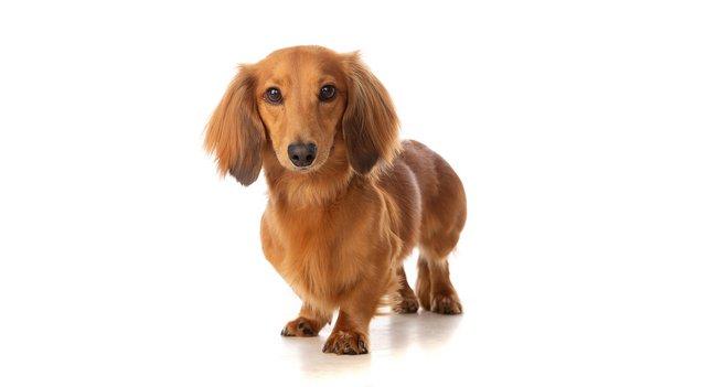 Preview of the first image of 3 year old Miniature Dachshund.