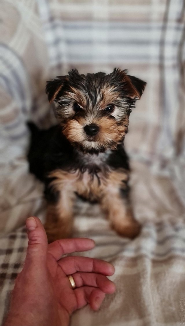 Preview of the first image of One beautiful 8 week old  yorkie boy.