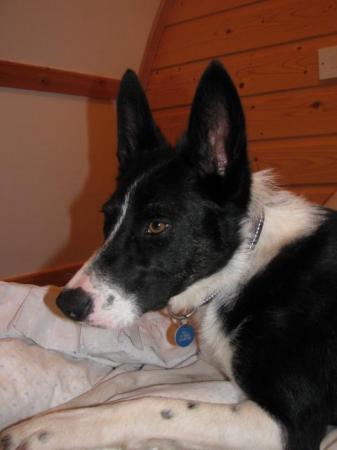 Image 2 of Border Collie for Rehoming
