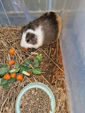 Image 4 of Guinea pigs  female..male... 2 babies 10 each