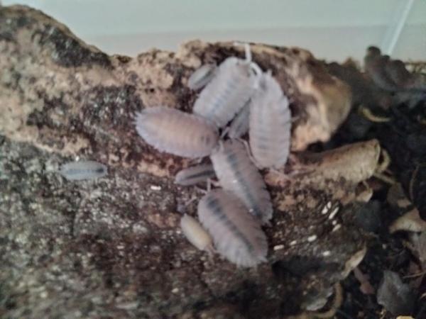 Image 2 of Porcellio baetcensis voilet isopods