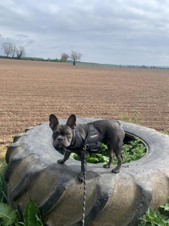 Image 5 of Blue- male frenchie for sale