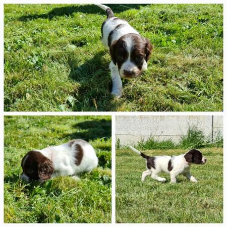 Image 12 of Champion line beautiful english springer spaniels puppies