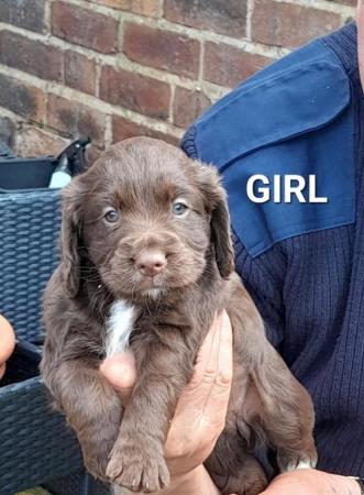 Image 17 of KC Registered Cocker Spaniel Puppies