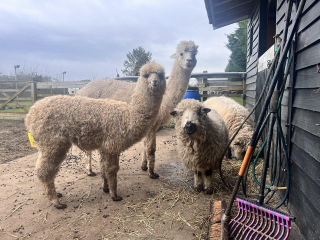 Preview of the first image of Alpacas mixed herd for sale.