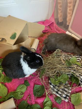 Image 4 of Gorgeous Baby dwarf lop rabbits