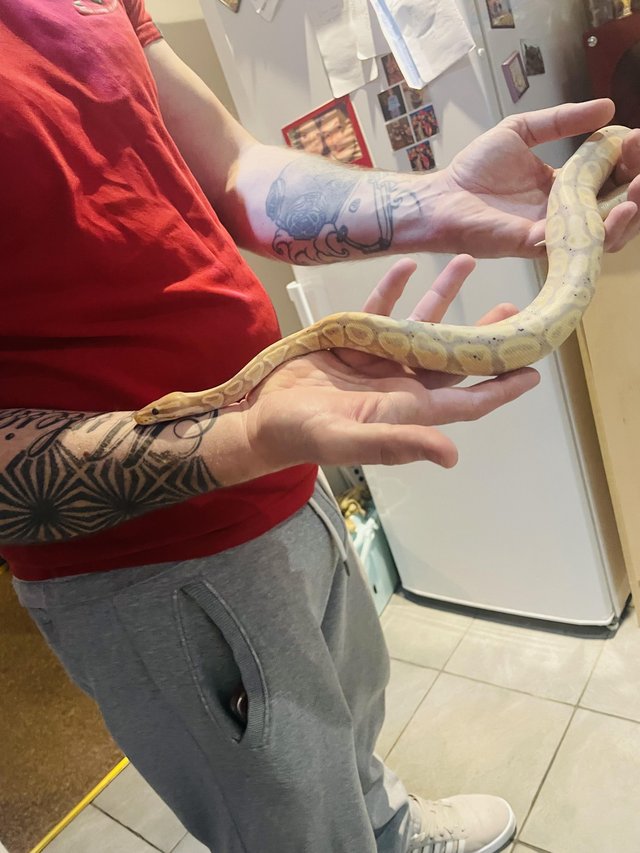 Preview of the first image of 2 year old royal banana python.